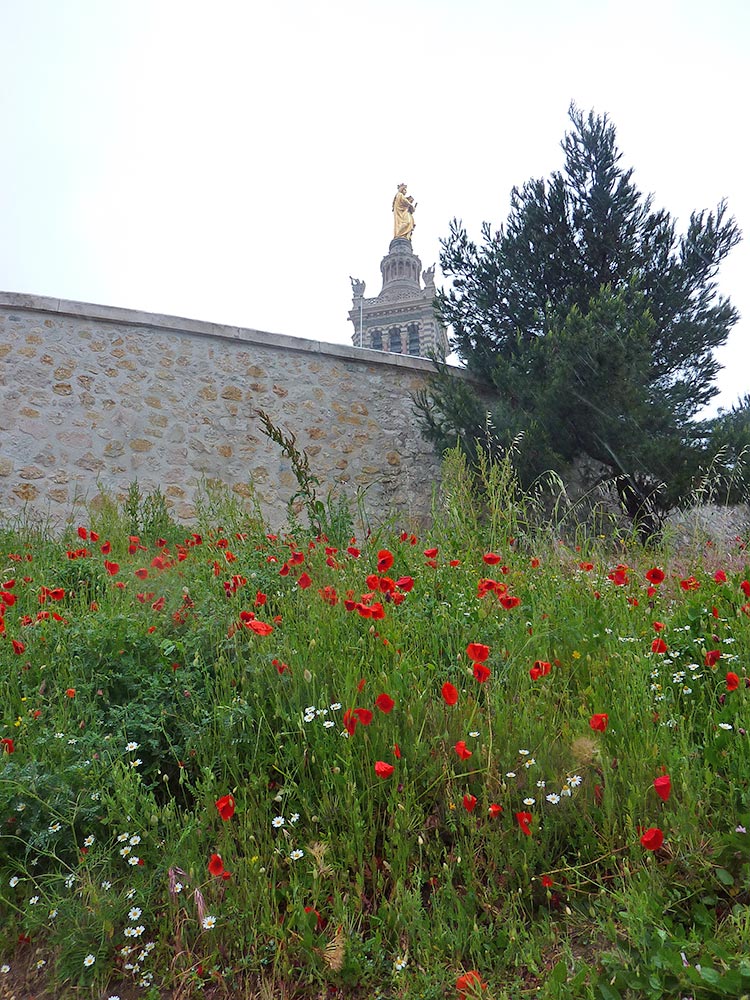 Notre Dame de la Garde coquelicots